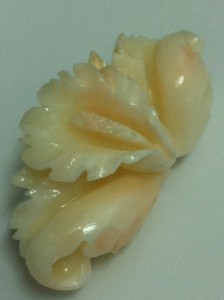 サンゴの画像です