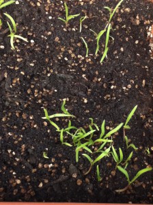 大吉柏原店 店頭画像