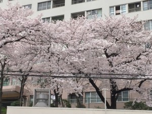 桜 大吉