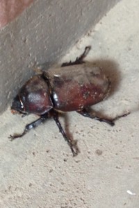 茨城 ガラケー 携帯電話 買取