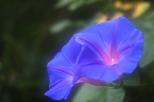 e0072638_12384770[1]