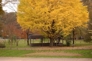 201011170308210e3[1]