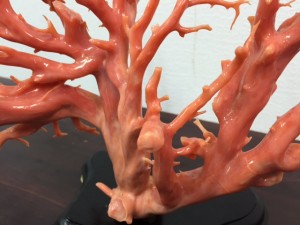 珊瑚,サンゴ,買取,那覇,沖縄