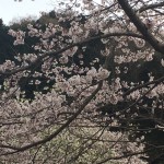 春爛漫！！　貴金属の買取しています。大吉池田店