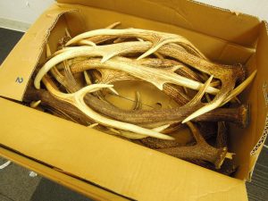 鹿の角　大吉今里店