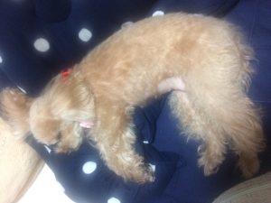 チャイねてたー☆