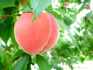 古銭の高価買取は大吉MEGAドンキホーテ弁天町店!