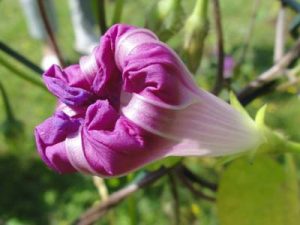 着物の高価買取は大吉MEGAドン・キホーテ弁天町店!4