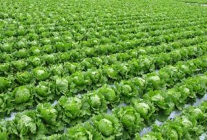 貴金属の高価買取は大吉MEGAドン・キホーテ弁天町店!3