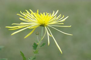 着物の高価買取は大吉MEGAドン・キホーテ弁天町店!5