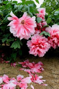 着物の高価買取は大吉MEGAドン・キホーテ弁天町店!6