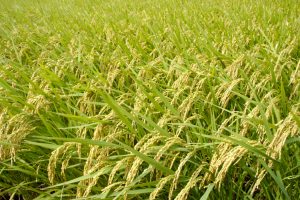 商品券の高価買取は大吉MEGAドン・キホーテ弁天町店!