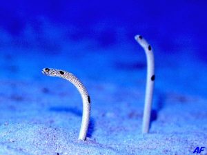 金の高価買取は大吉MEGAドン・キホーテ弁天町店!2