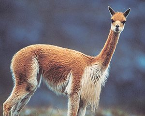 切手の高価買取は大吉MEGAドン・キホーテ弁天町店！2