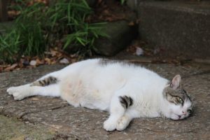 テレカの高価買取は大吉MEGAドン・キホーテ弁天町店！2