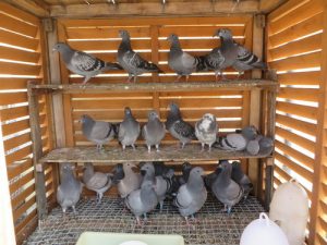 切手の高価買取は大吉MEGAドン・キホーテ弁天町店！2