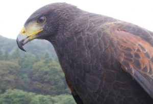 切手の高価買取は大吉MEGAドン・キホーテ弁天町店！3