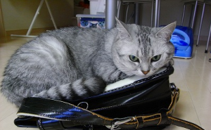 ブランドの高価買取は大吉MEGAドン・キホーテ弁天町店!5