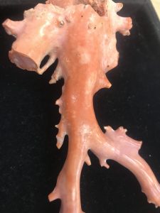 ダイヤ,逗子・買取・大吉逗子店・生前整理・赤珊瑚,ライカ,化粧品,口紅,カルティエ,ダンヒル,ライター、工具,マキタ,リョービ,紙幣,中国紙幣,銀製、食器、皿,ヴィトン,ケータイ、べっ甲,かんざし,時計.ジーショック -、象牙,麻雀、スワロフスキー、時計、ブランド 、セイコー、バーバリー,バーバリーズ ,金券、カメラ、レンズ ダイヤモンド 、コーチ、シグネチャー、リング,酒,ヘネシー,ロレックス,ロレックス高価買取,ダイヤモンド (4)