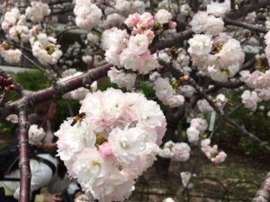 金・プラチナ・インゴット・ブランド・中古