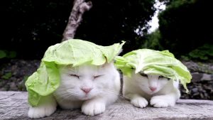 カメラやレンズを弁天町、九条で売るなら高価買取の大吉弁天町店！3