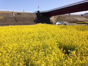 ダイヤモンドの買取なら松山市の大吉松山久万ノ台店にお任せ下さい