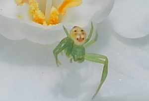 テレホンカードを港区弁天町で売るなら高価買取の大吉!2