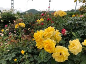 買取 延岡 洋酒