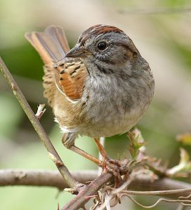 © Marshall Faintich Stoney Creek 4/7/15