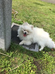 ルイヴィトン買取最強です。三田市の大吉えるむプラザ三田店まで