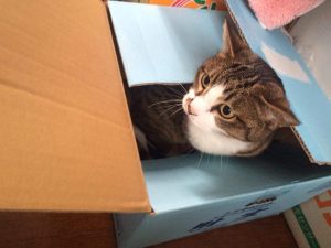 猫次郎　箱入り