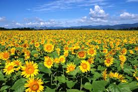 ブランドバッグの買取は大吉エスモール鶴岡店にお任せください!8月キャンペーン★