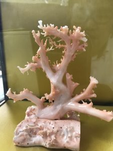 珊瑚,買取,沖縄,北谷
