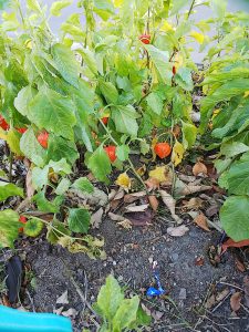 小ぃ~さい秋 見~つけたぁ~🍁