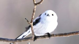 7f36da61131e5dc8d2e7d5311605bae9_s