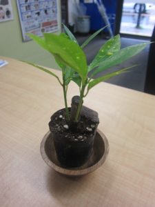 大吉本八幡店、カウンターに仲間が加わりました!