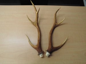 鹿の角