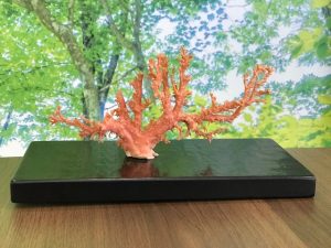 サンゴの原木買取松山市