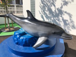 天草 イルカ ウォッチング