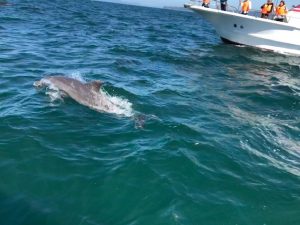 天草 イルカ ウォッチング