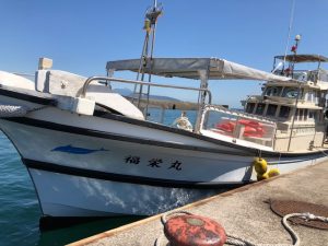 天草 イルカ ウォッチング