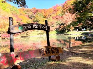 大分 紅葉 用作公園
