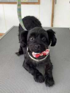 はなトリミング後