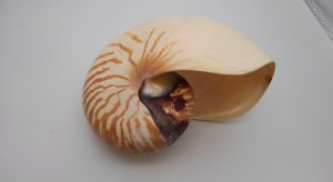 オウムガイ,緑区,買取