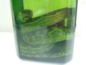 リアルなハブ入りハブ酒をお買取!霧島市の買取専門店大吉霧島国分店です。