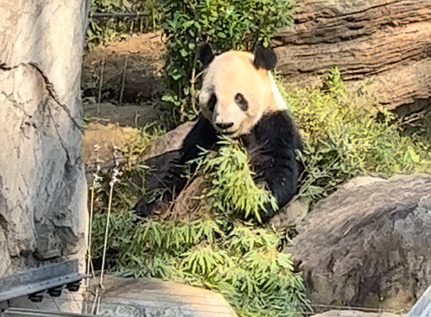 panda パンダ