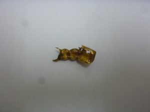 金歯を買取専門店大吉八尾店にお持ち下さい。平野、志紀、東大阪、布施、柏原、瓢箪山、JR駅。