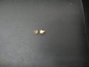 買取大吉八尾店に金歯をお持ちください。平野、志紀、東大阪、布施、柏原、瓢箪山、加美、瓢箪山、若江岩田。