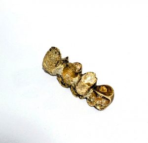 金歯,茅ヶ崎,買取