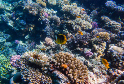1164_サンゴ と サンゴ礁 の 違い
